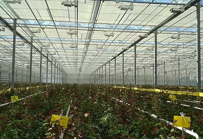 Large Prefabricated Outdoor And Indoor Backyard Glass Greenhouse For Flower Growing