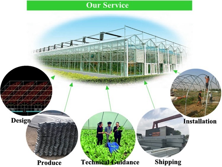 Economical European Polycarbonate Greenhouse with Roof and Side Ventilation Panels