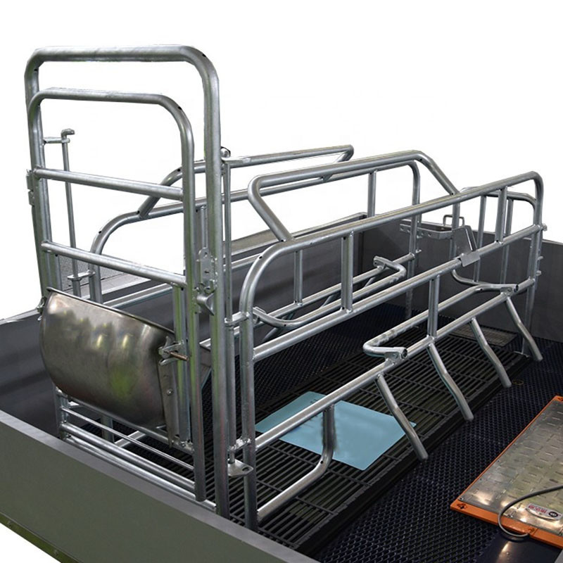 Hot DIP Galvanized Sow Farrowing Crate 1 Inch Tube Swine Farrowing Pen