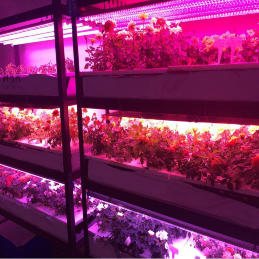 3535 Pachage SMD RED 660NM 3W 600mA LED Grow Light Chip