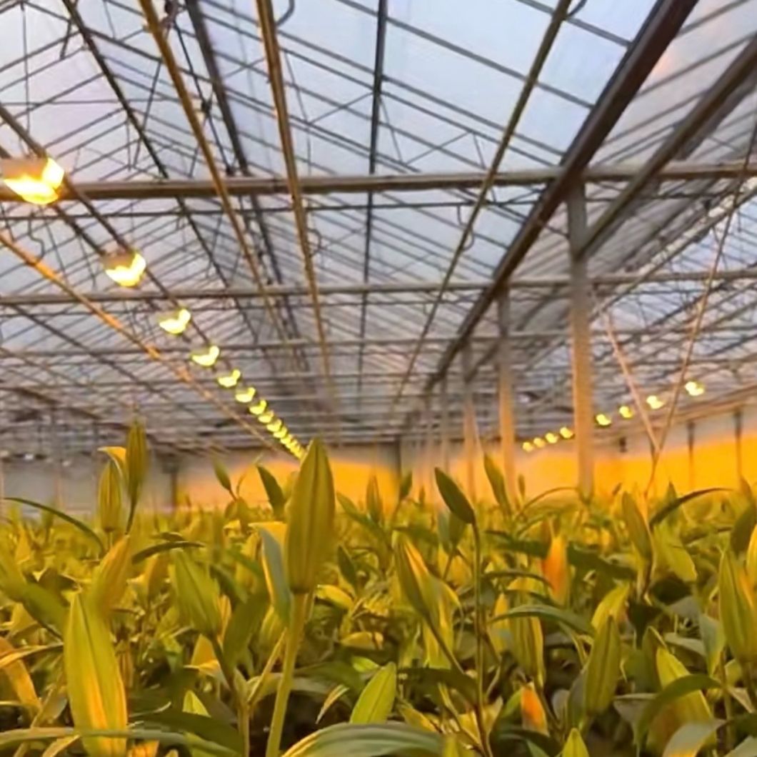 China Origin Glass Greenhouse Hydroponics System for Flowers