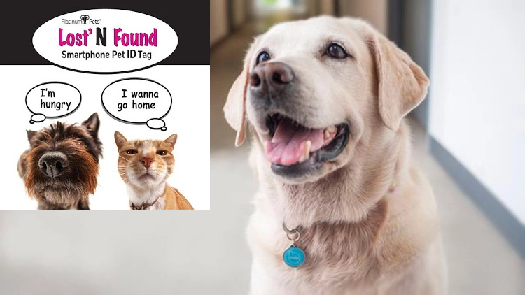 QR Code RFID Dog Tag NFC For Pet Anti Lost 213 Epoxy Waterproof