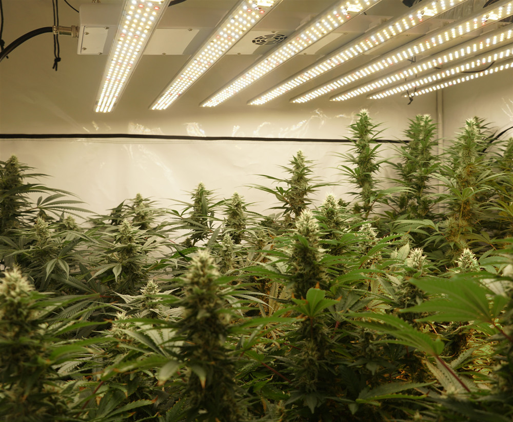 Greenhouse Supplemental Lighting High End Led Grow Lights 48V Output