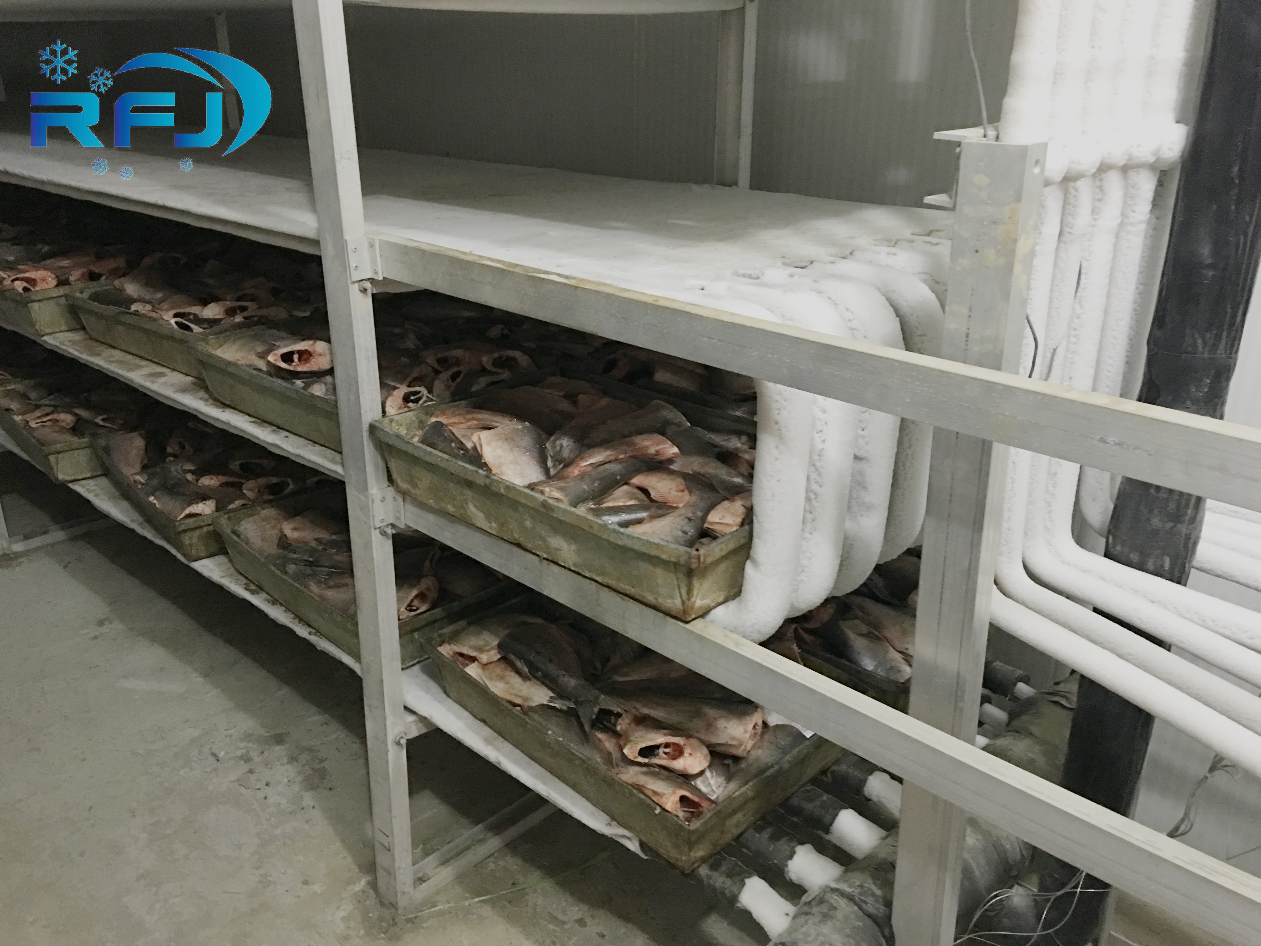 Fresh Tuna Small Tunnel Plate Blast Walk In Freezer Industrial Seafood Iqf Cold Contact Panel