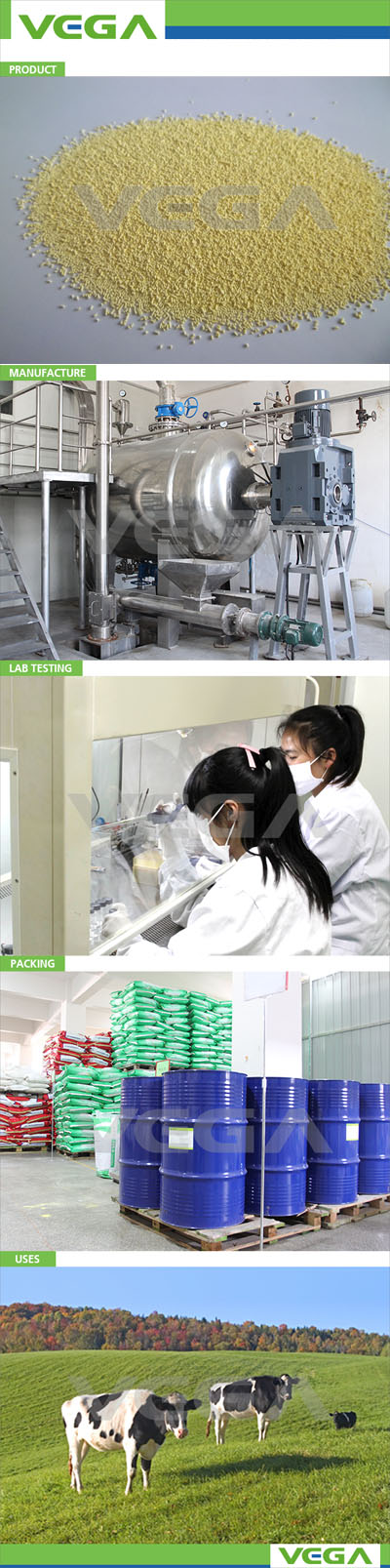 China Manufacturer of Clostridium Butyricum+Bacillus Subtilis+Bacillus Licheniformis