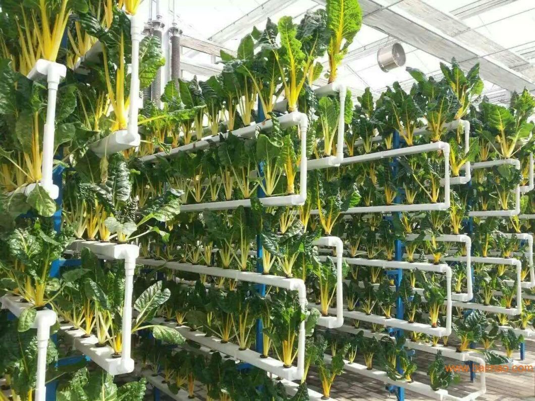 Greenhouse Hydroponic System for Large-Scale Farming