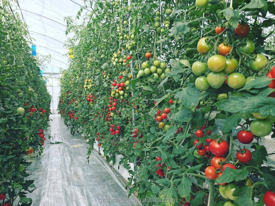 Passive Solar Greenhouse Canadian Market Warm Greenhouse for Commercial Agriculture