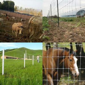 China Agriculture Land Fixed Knot Deer Fence on sale