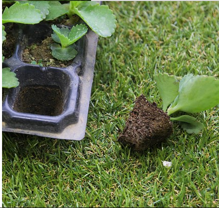 50 cells Plastic blister thermoforming vacuum PVC flower tree seedlings containers
