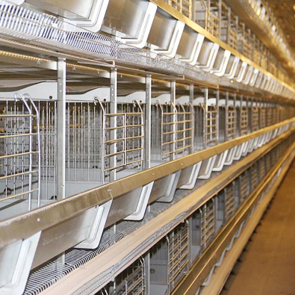 Durable Automatic Chicken Feeding Equipment, Chicken Battery Hen Cage With