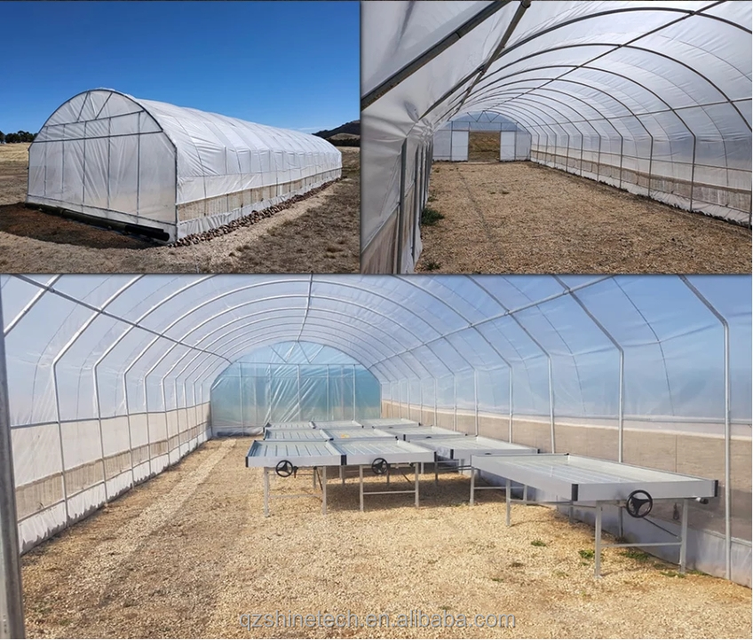 6m-10m Width Galvanized Steel Frame Single Span PE Film Greenhouse for Tomato