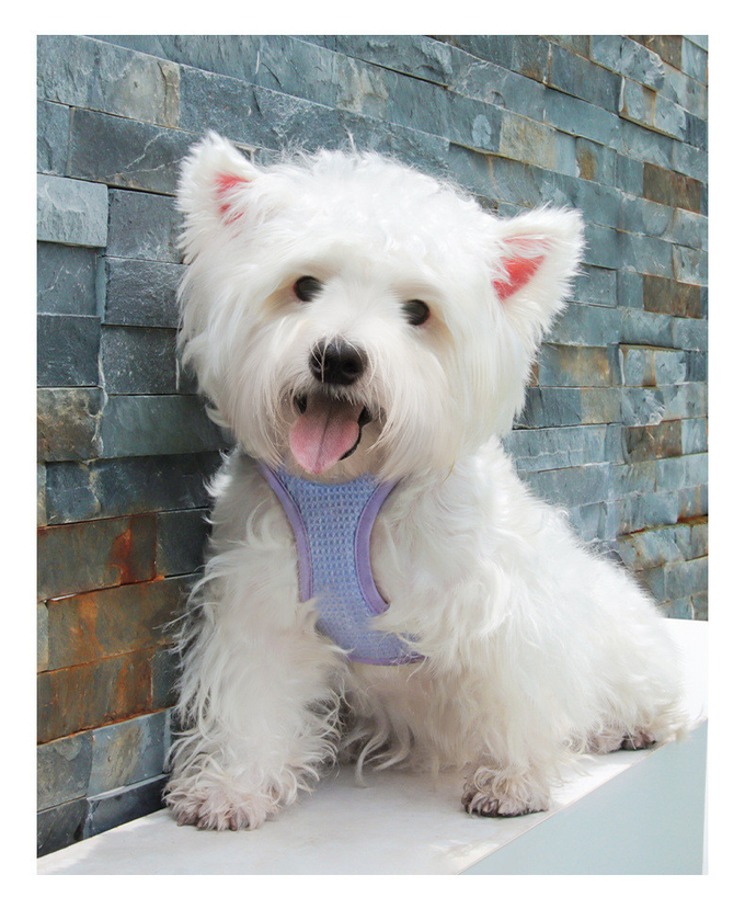 Reflective Strips Pet Harness Vest Waffle Fabric For Small And Cats