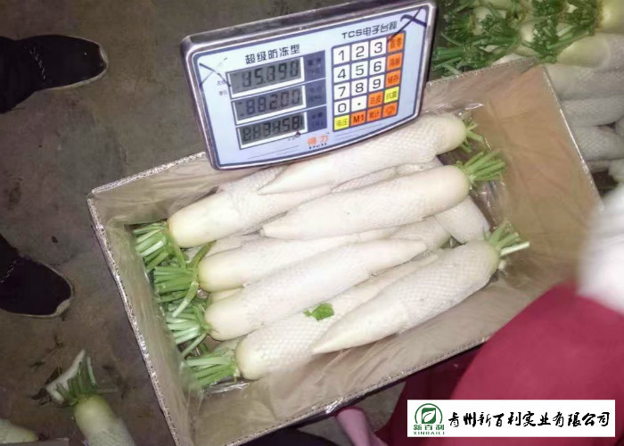 Healthy Fresh White Radish , Clean Giant White Radish Without Pollution