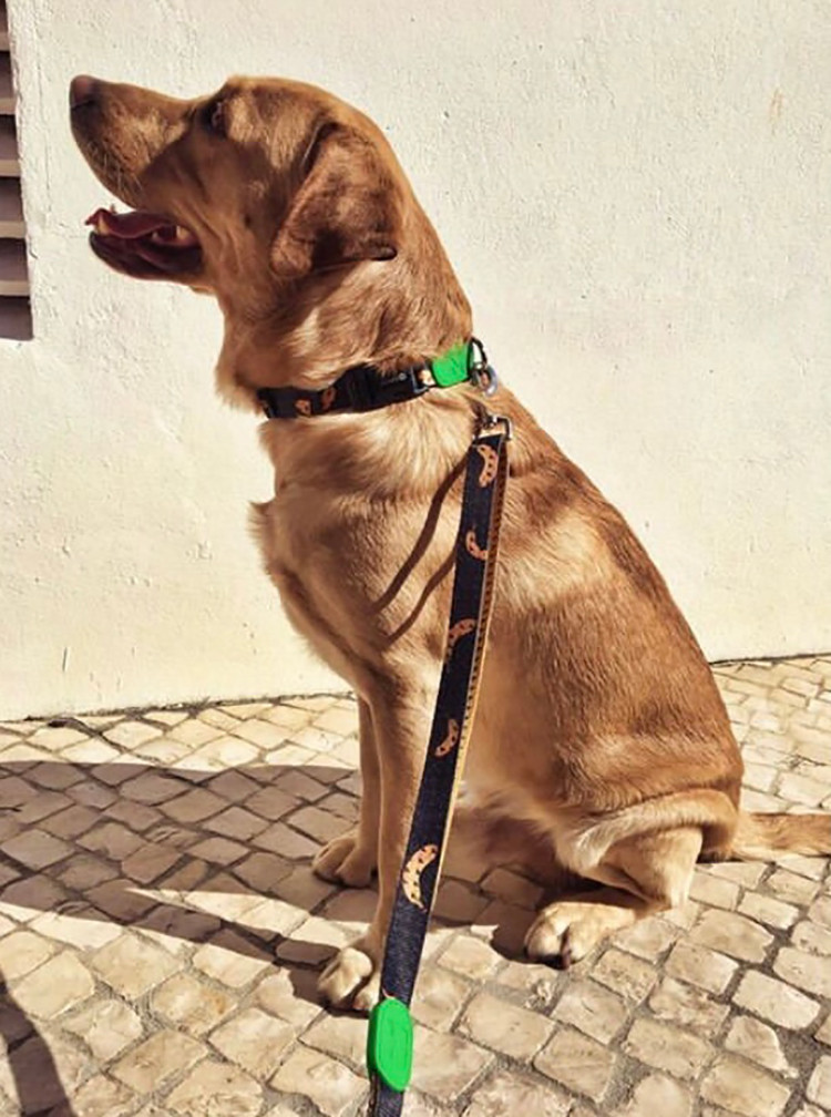 Bicycle Adjustable Anti Pull Dog Leash 10 Meter Halti Dog Lead