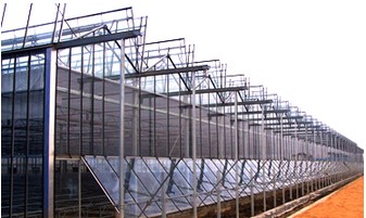 Economical European Polycarbonate Greenhouse with Roof and Side Ventilation Panels