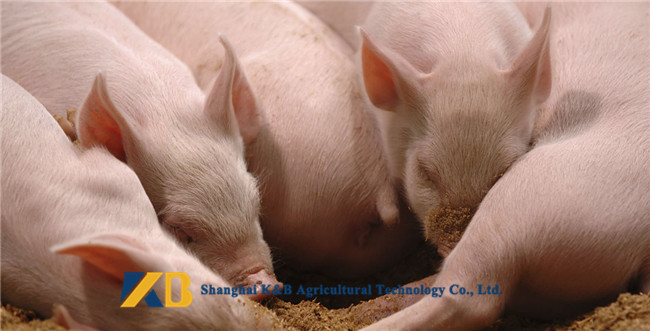Nutritious Fish Meal Chicken Feed Long Expiry Date Slight Smell And Taste