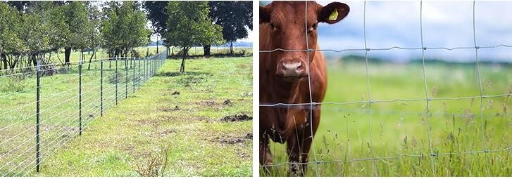 T Post 6ft Cattle Fence , 100m Long Farm Mesh Fencing