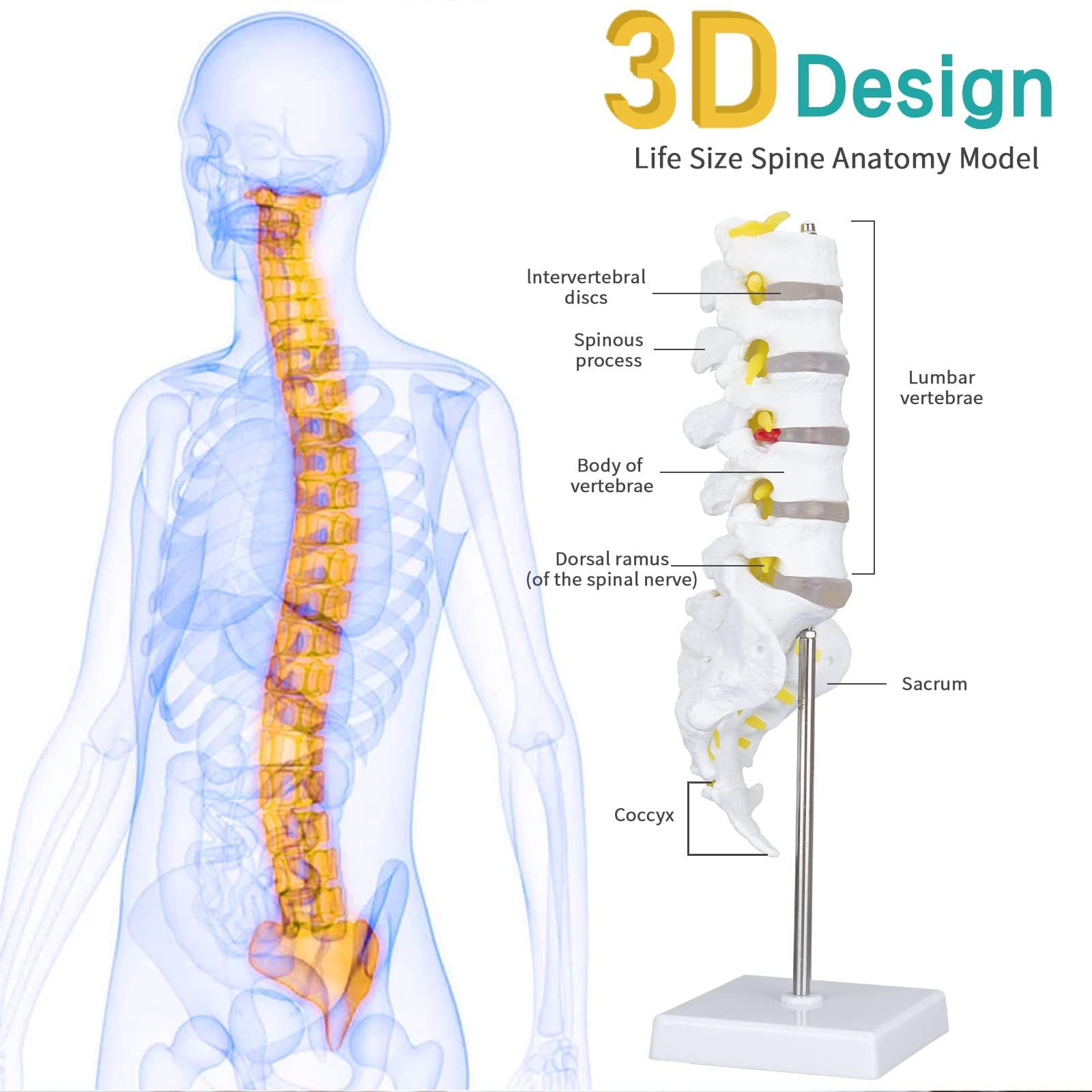 Lumbar Vertebrae Spinal Column Anatomical Skeleton Model For Medical Demonstration Life Size