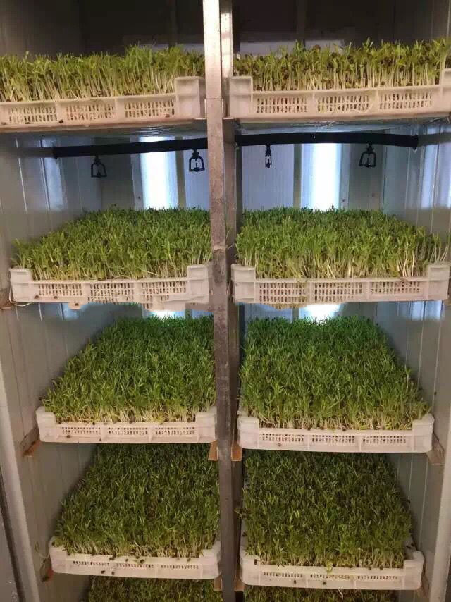 Seeds Germinate Hydroponic Fodder Machine Breeding Room Automated Fodder System