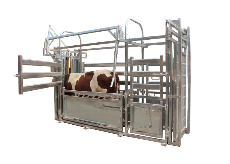 Galvanized Steel Fence Cow Ring Hot Galvanized Livestock Fencing Squeeze Chute Hot Dipped