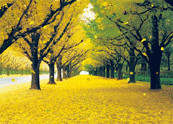 PLASTIC LENTICULAR 2 images 3 images flip effect lenticular printing from left to right or from up to down