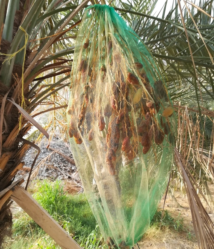 Industrial Agriculture HDPE Mesh Bags for Palm Date and Mango Anti Insect Net
