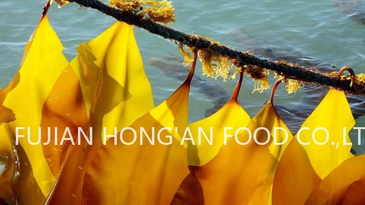 Ocean Fresh Green Kelp Sprouts For Salads , Kombu Kelp Sea Vegetable for Japanese Restaurant