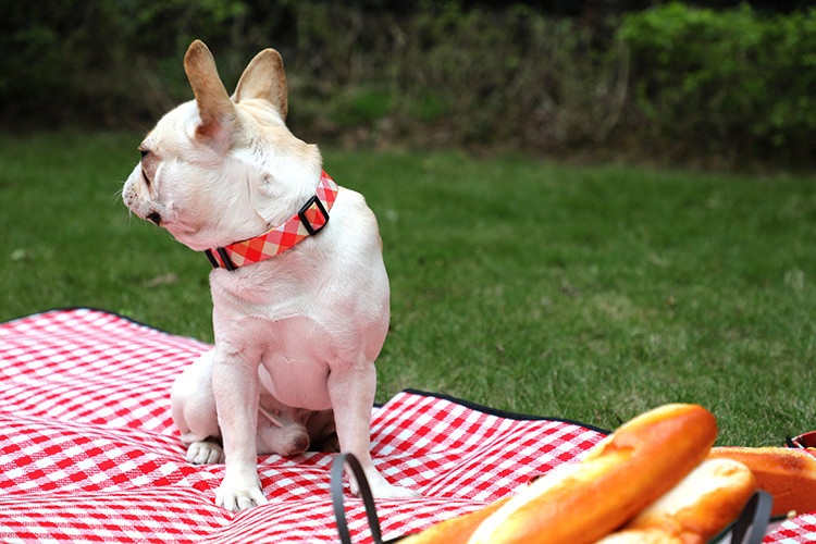 Wide Orange Reflective Dog Collars 1 1.5 2 3 inch Personalized Reflective Puppy Collar