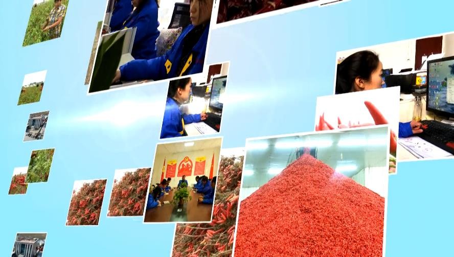 3CM Hot Pot Red Bullet Chilli Chaotian Pepper Stick Shape 20000 SHU