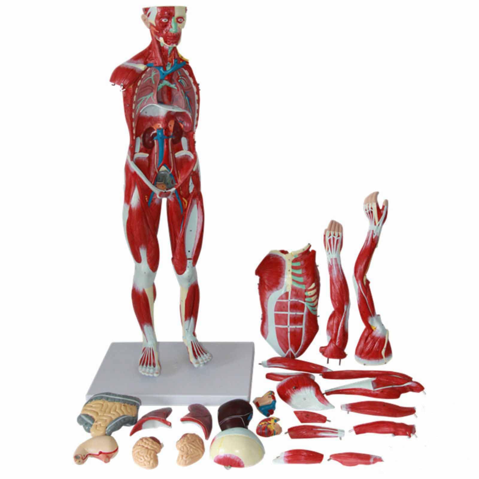 30Inch Muscle Viscera Anatomical Skeleton Model Full Size For Medical Teaching Study