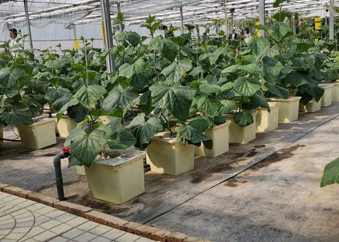 Pp Soilless Hydroponic System Medium 30x25x23cm Beige Dutch Bucket Growing Tomatoes Cucumber Zucchini
