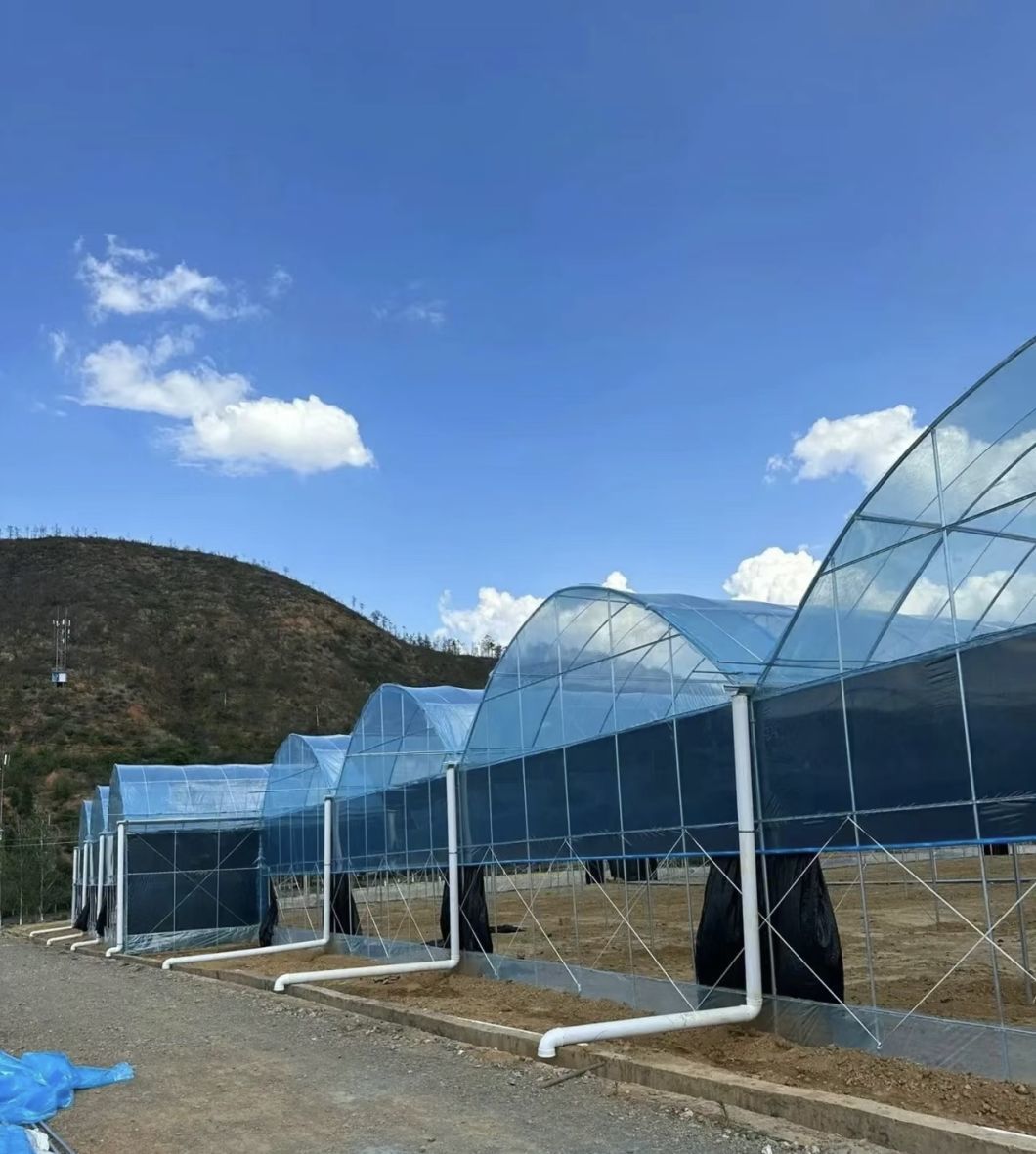 Tomato Cucumber Strawberry Growing Greenhouse