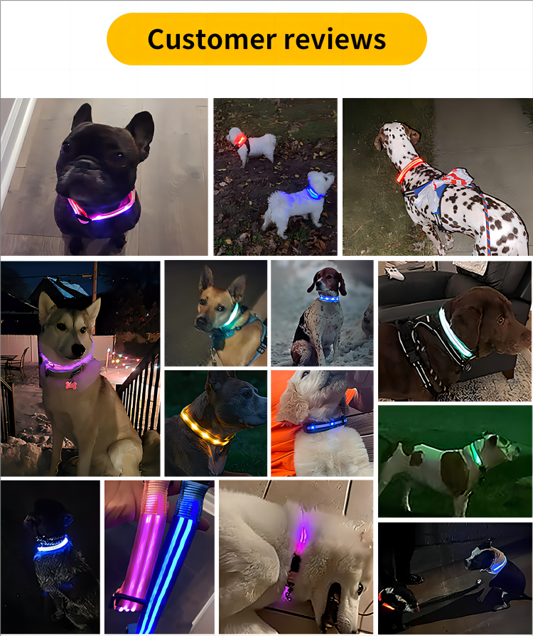 LED Dog Collar Waterproof Medium Large Dogs AirTag Holder Flash Light Up Customized Logo Design