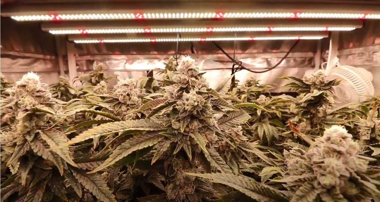 680w DLC High PPFD LED Grow Light 2.8umol/J For Grow Tent Grower