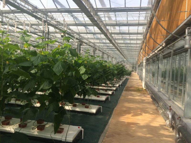 Simple Constructure Commercial Glass Greenhouse With Galvanized Steel Screws / Bolts
