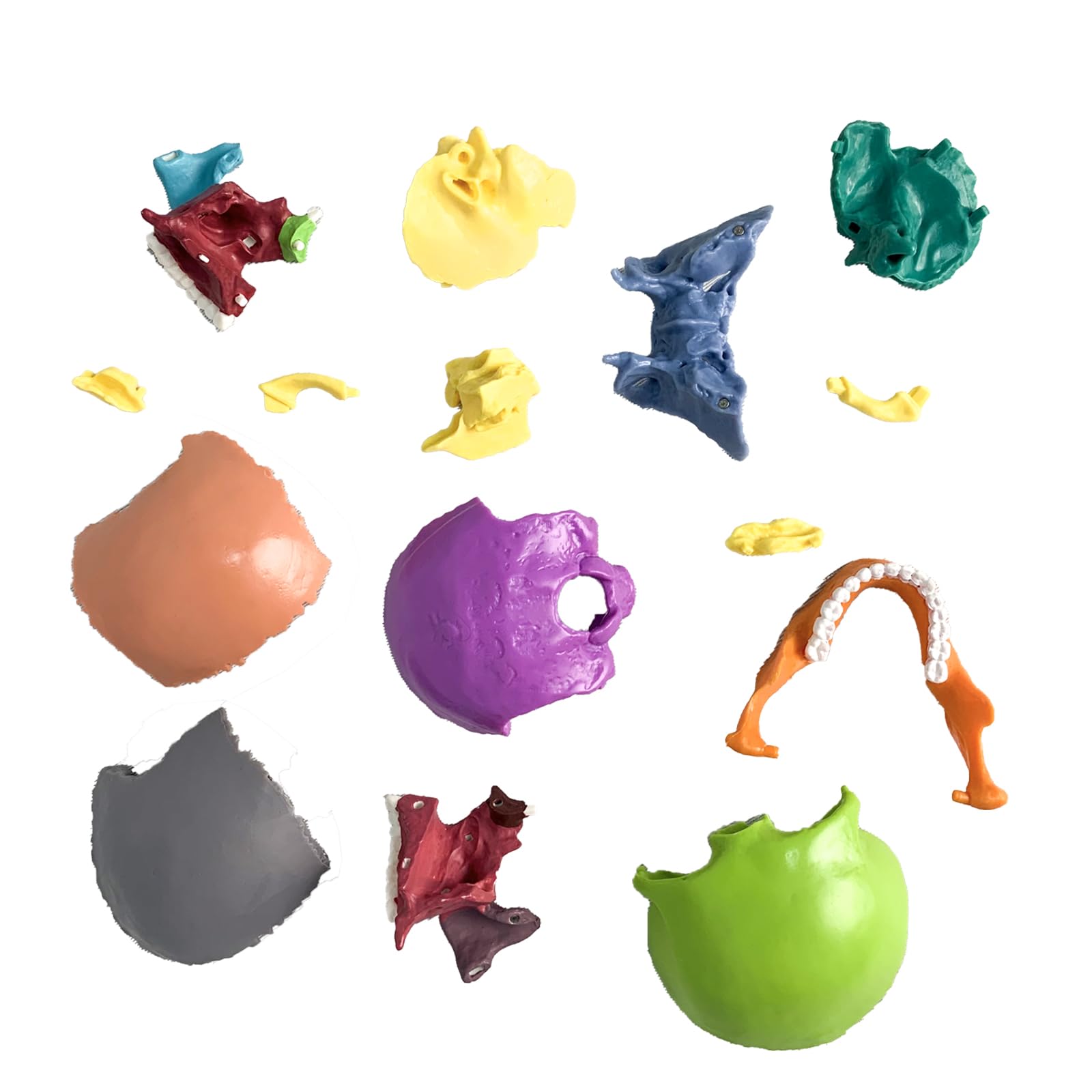 Verisimilitude Accurate Color Flexible Medical Dental Clinic Teaching Equipment 15 Pieces Exploded Head Bone Model