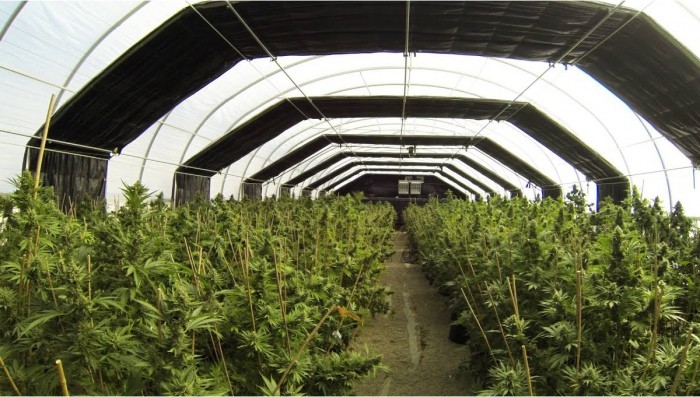 Automatic Light Deprivation Greenhouse Blackout System Greenhouse For Medical Plants