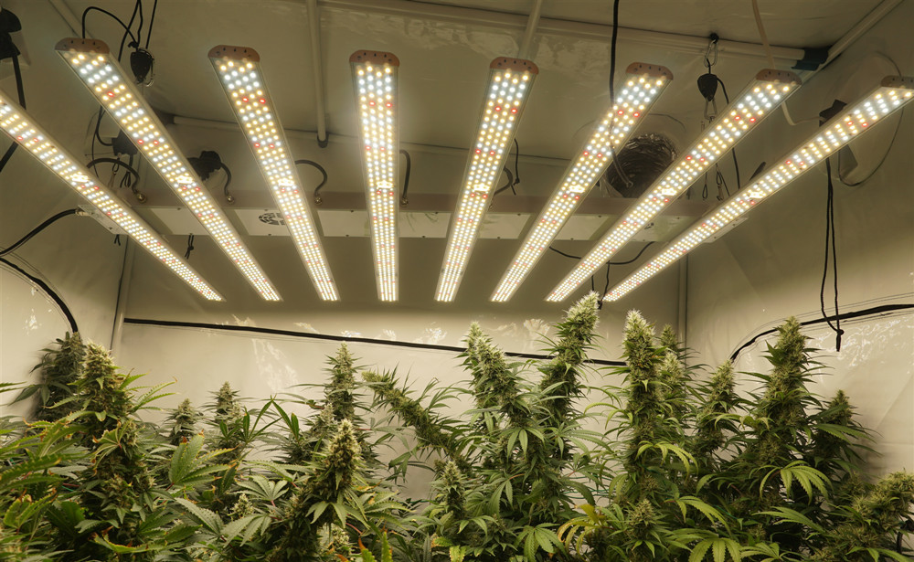 Cannabis Cultivation Smart Led Grow Light For Veg And Flower 3 Years Warranty B8-12S