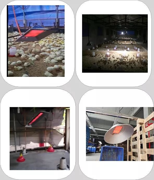 Galvanized Plate Poultry Brooder Heater NG Biogas Propane Chicken Coop Heater
