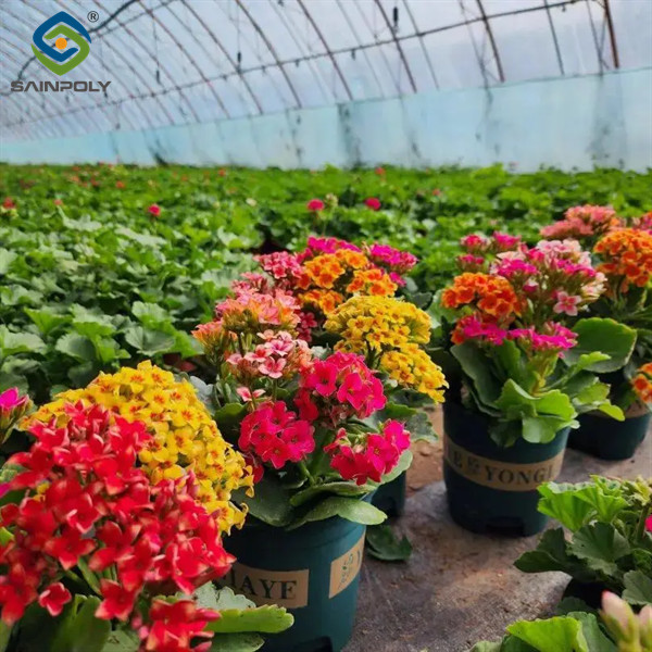 Glass Film Polycarbonate Greenhouse Flower Greenhouse With Intelligent Systems