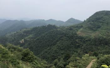 Dark Chinese Tea Ltd.