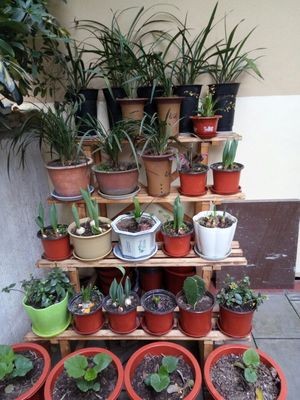 Garden plastic flower pot blue color and a variety size are available