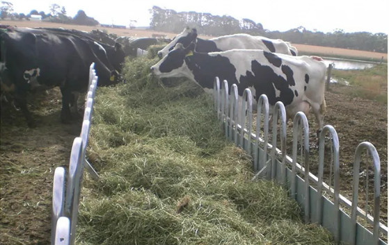 1.05m High Cow Round Bale Feeder 91 Sets Livestock Handling Equipment