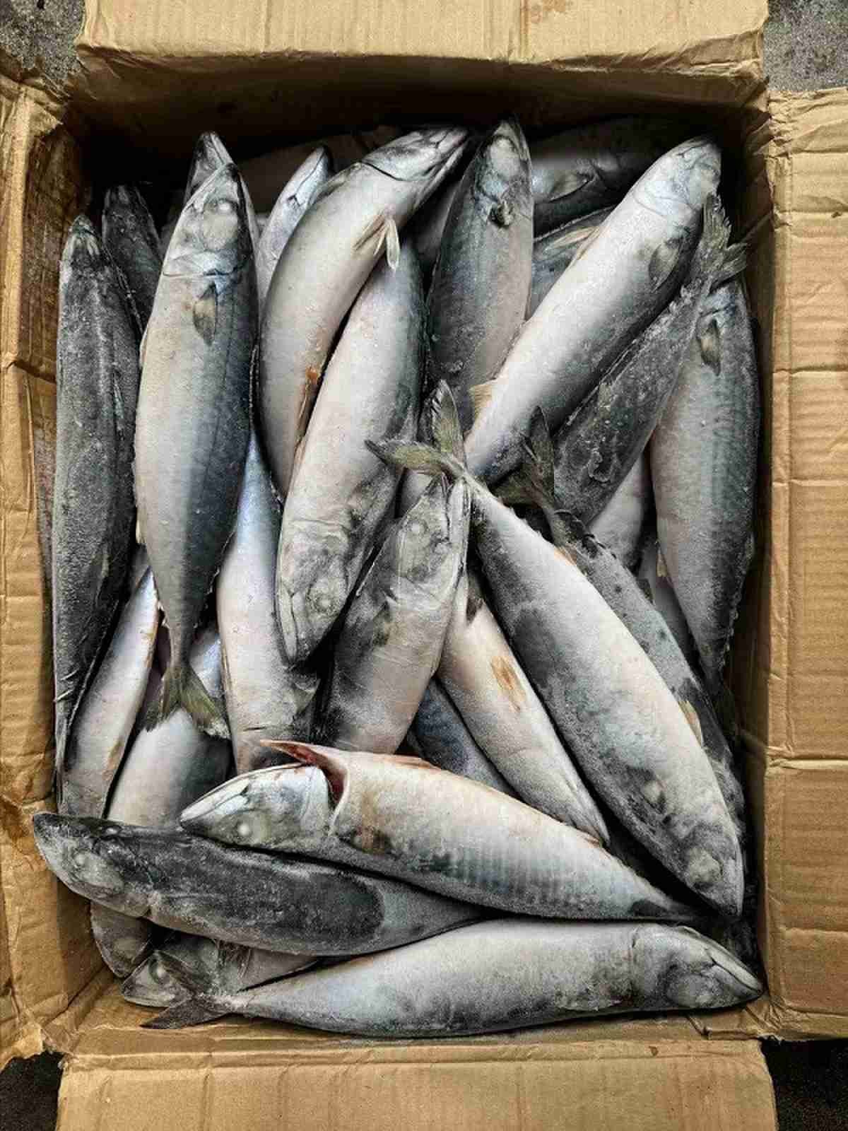 BQF Pacific Mackerel 200 300g For Market And Canned Food