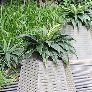 large ferns