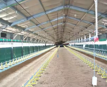 Closed Type Steel Structure Poultry House Eco Controlled Commercial Chicken Poultry House