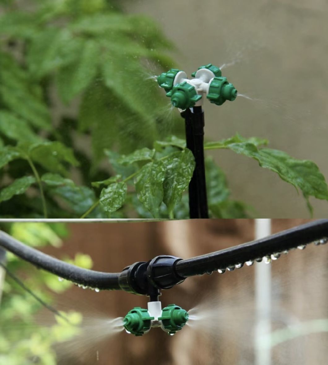 Tomato Cucumber Strawberry Growing Greenhouse