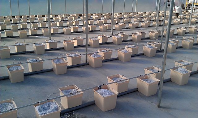 Double Layer Dutch Bucket Commercial Hydroponic Greenhouse For Tomato Planting