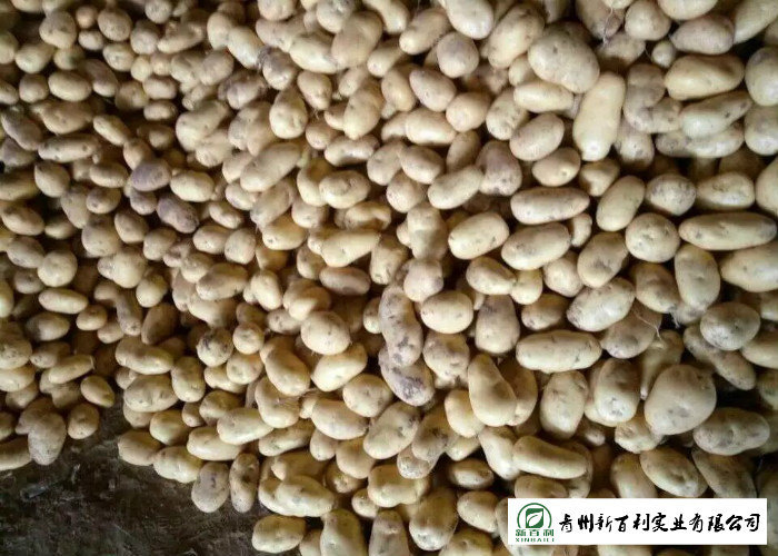 Multipurpose Fresh Potato 10 Kg / Ctn Packing Elliptical Shape Easy Store