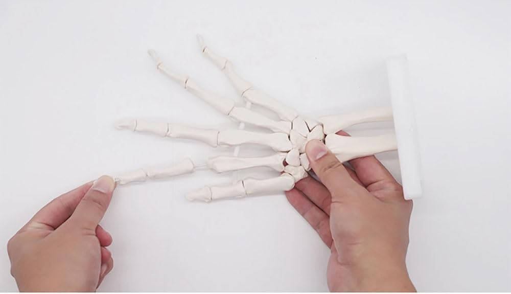 Articulated Human Skeleton Model Hand Joint Bone For Lab